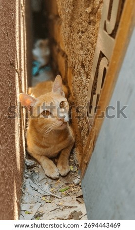 An orange cat is sitting inbetween two walls