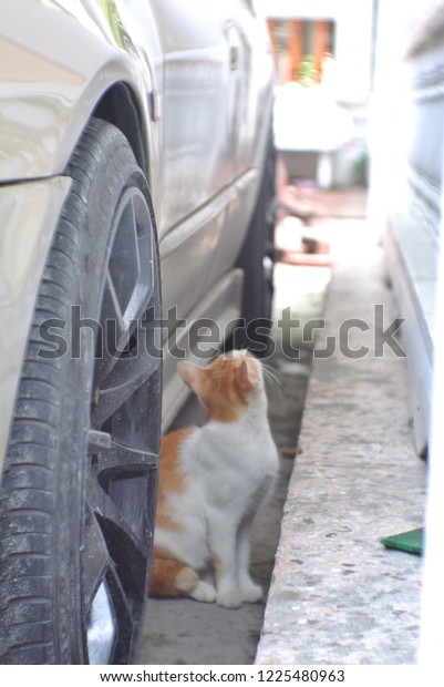 Orange cat sitting next to\
the car.