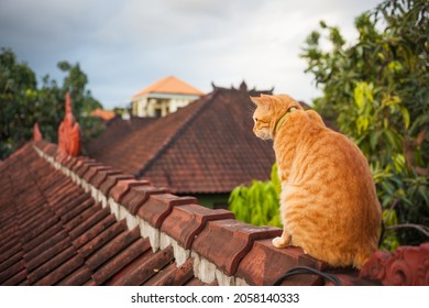 Orange cat sitting on brown red roof at twilight