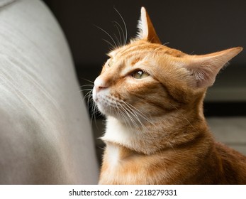 Orange Cat Sitting On The Gray Sofa