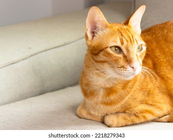 Orange Cat Sitting On The Gray Sofa