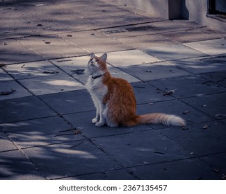 An orange cat sitting on the sidewalk of a street looking up - Shutterstock ID 2367135457