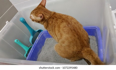 Orange Cat Sitting Pooping Litter Box Stock Photo (Edit Now) 1072295480