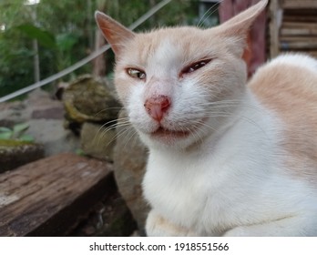 An Orange Cat With Slanted Eyes And A Dirty Nose