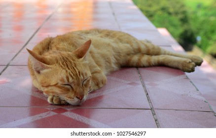 The orange cat is sleeping  - Shutterstock ID 1027546297
