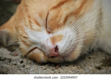 An Orange Cat Sleeping In Close-up Shot