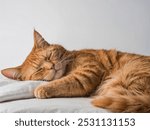 Orange cat sleeping in studio and white background