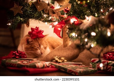 orange cat sleeping under a Christmas tree, with a red gift bow on his head - Powered by Shutterstock