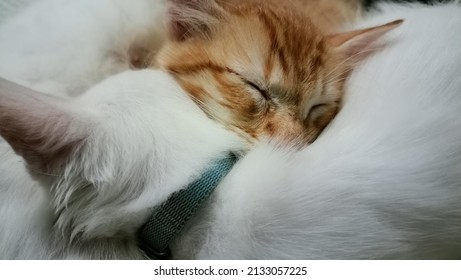 Orange Cat Sleeps Above White Cat Back