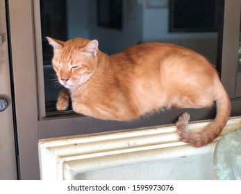 The Orange Cat Slept On The Aluminum Window Sills.