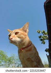 Orange Cat Is Stalking Prey