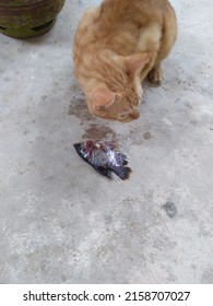 Orange Cat Steals Fish To Eat