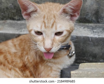 The Orange Cat Is Sticking Out Its Cute Tongue