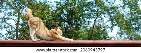 Orange cat stretching outdoors, side view of ginger kitty standing on high fence. Domestic fluffy feline animal spending time outside. Furry kitten against greet trees clear sky, rustic area, banner