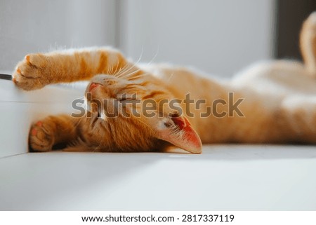 An orange cat is stretching while lying down on a bright floor in a sunlit room. The cat appears comfortable and content, enjoying the warmth of the sun.