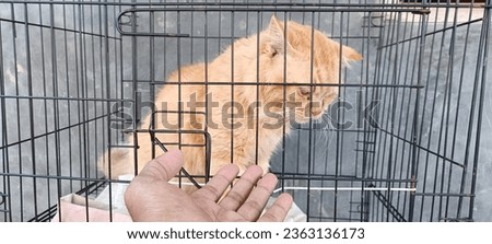 
An orange cat that is in a cage and looks sad is trying to be petted by someone's hand