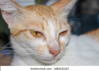 Orange Cat That Looks Lazy Has Slanted Eyes