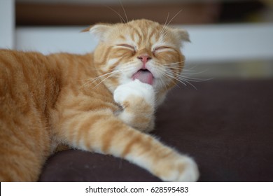 orange cat cute