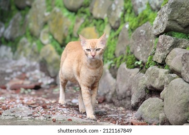 An Orange Cat Is Walking Alone In The Garden Area Of ​​the House