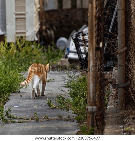 Orange cat walking down an sidewalk