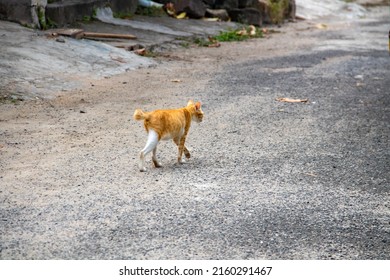 An Orange Cat Walking On The Asphalt