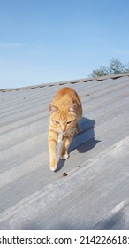 Orange Cat Walking On The Roof Of The House