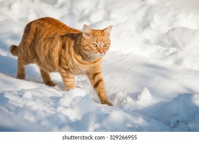 Orange Cat Walking In The Snow