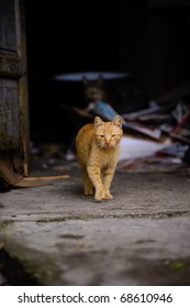 Orange Cat Walking Toward The Camera