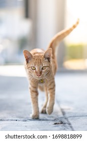 Orange Cat Walking Towards Camera.