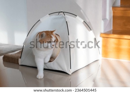 An orange cat walks out of a white tent after waking up in the morning.