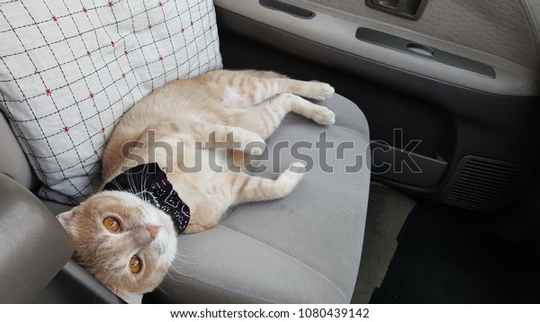 a orange cat wearing fabric collar is inside
a car.A cat is lying in a car
seat.