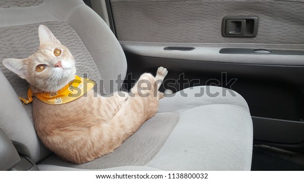 a orange cat wearing fabric collar is
inside a car.A cat is sitting in a car
seat.