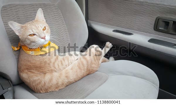 a orange cat wearing fabric collar is\
inside a car.A cat is sitting in a car\
seat.