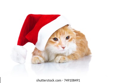 6,653 Cat wearing santa Images, Stock Photos & Vectors | Shutterstock