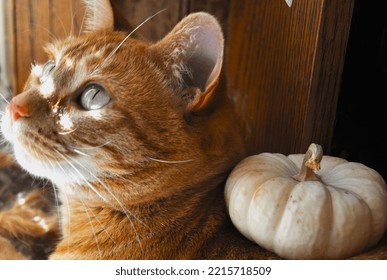 Orange Cat With A White Pumpkin On Her Back Looking Into The Sun