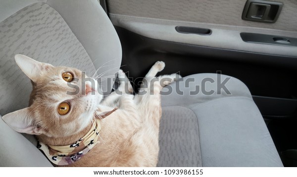 a orange\
cat who has orange eyes.cat wearing camo collar sitting on the seat\
inside the car when travel with\
owner.