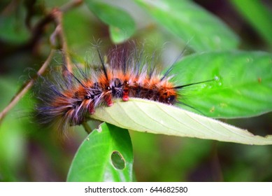 Poisonous Caterpillar Images Stock Photos Vectors Shutterstock