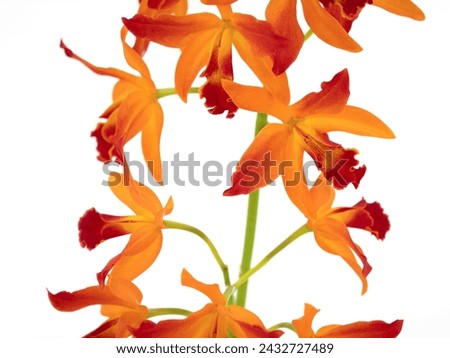 Orange cattleya photographed against a white background
