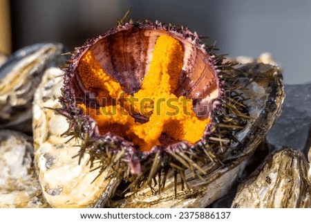 Orange caviar of a sea urchin. Fresh sea delicacies on ice, selected focus. Opened sea urchin with caviar at the fish market