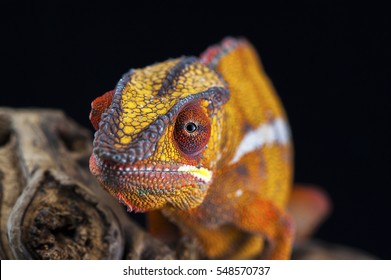 Orange Chameleon Isolated On Black Background