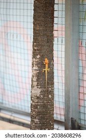 Orange Chameleon, Orange Lizard On Tree