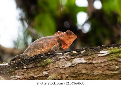 An Orange Chameleon On A A Tree