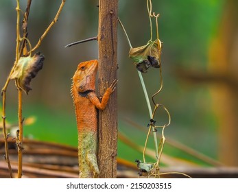 An Orange Chameleon Perched On A Tree In The Forest.