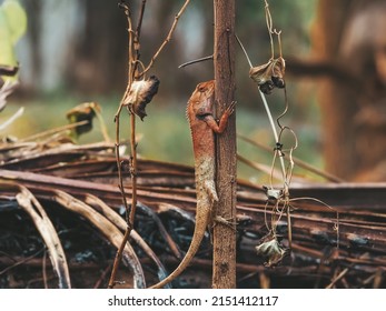 An Orange Chameleon Perched On A Tree In The Forest.