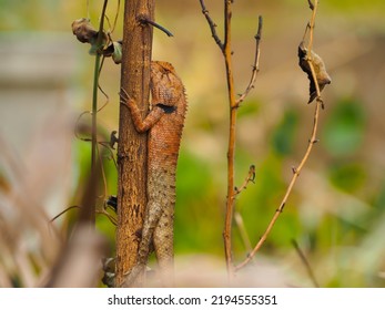 An Orange Chameleon Perched On A Tree In The Forest.