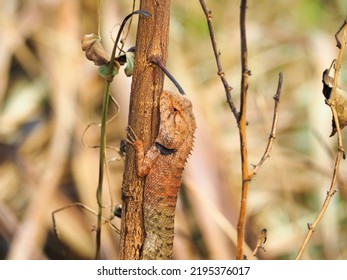 An Orange Chameleon Perched On A Tree In The Forest.