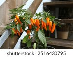 Orange Cheyenne Peppers, Ripened on the Vine and ready to harvest