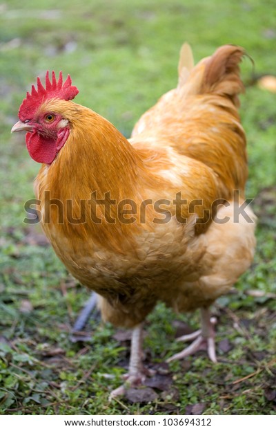 Orange Chicken Rooster That Walking On Stock Photo (Edit Now) 103694312