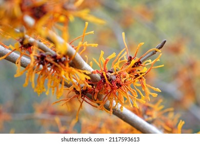 Orange Chinese witch hazel ÔAphroditeÕ in flower
