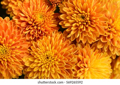 Orange Chrysanthemum Flowers